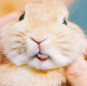 兔子的舌头有什么作用 猪舌头的功效与作用