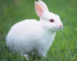 兔子的特点 兔子会认主人吗