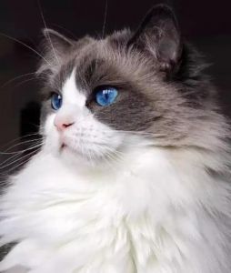 小猫的眼睛是什么颜色 小猫的眼睛是蓝色的