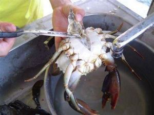 清洗螃蟹的方法 蒸螃蟹是冷水下锅还是开水下锅