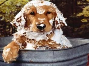 幼犬多长时间可以洗澡 幼犬多长时间洗澡