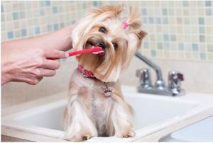 狗狗刷牙需要注意什么 狗狗生产时需要注意什么