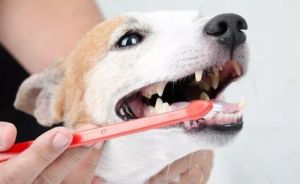 狗狗必须得刷牙吗 狗狗需要刷牙吗