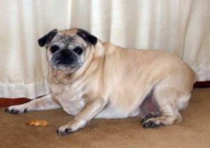 狗狗长得太胖怎么减 狗狗为什么长不胖