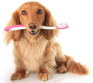 狗狗抗拒刷牙怎么办 狗狗多大刷牙