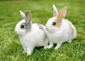 描写兔子外貌的好段 兔子的特点有哪些