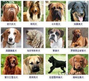 常见的狗狗品种大全 狗的品种大全图