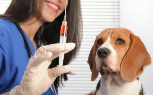 宠物狗为什么要打疫苗 宠物狗每个月都要打疫苗吗