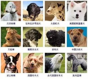 常见狗狗品种 中国常见狗的品种大全