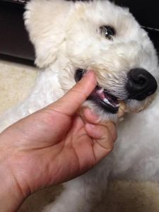 狗狗五岁突然掉牙预示什么 狗狗牙齿掉了怎么办
