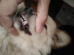 被狗牙齿碰到破皮要紧不 被狗牙齿碰到没破皮但红