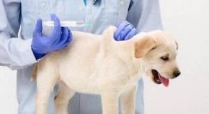 宠物狗疫苗多久打一次 宠物狗多久打一次疫苗