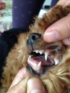 狗狗5个月为什么牙齿会掉 狗狗掉牙齿