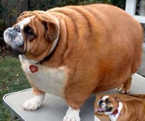 狗狗偏瘦怎样才能喂胖 屁多怎么回事