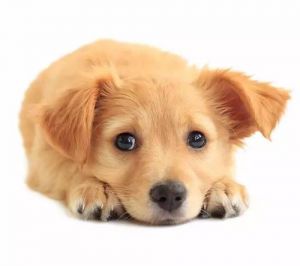 治疗狗瘟最简单的偏方 犬瘟初期症状
