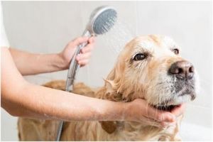 可以用沐浴露给狗狗洗澡吗 人的沐浴露可以给狗狗洗澡吗