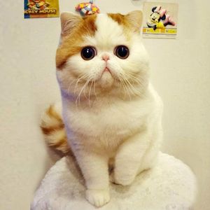 宠物加菲猫纯种 纯种小加菲猫
