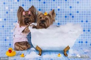 人用的沐浴露可以给狗狗洗澡吗 狗狗沐浴露哪个牌子好