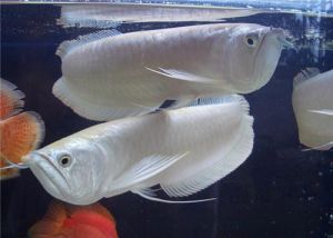 为什么银龙鱼不能养2条 银龙鱼的饲养方法