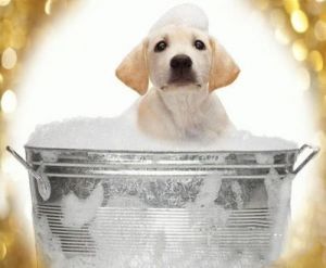 人用沐浴露能给狗狗洗澡吗 用沐浴露给狗狗洗澡