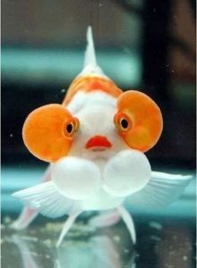 鱼嘴气泡怎么治疗 金鱼身上有微小的气泡怎么治疗呀