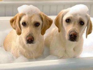 没有浴液用什么给狗狗洗澡 没有宠物沐浴露用什么给狗狗洗澡