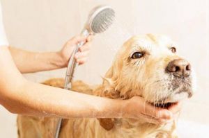 可以用什么给狗狗洗澡 沐浴露可以给狗狗洗澡吗