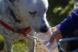 小狗脱水严重急救方法 小狗严重脱水怎么办