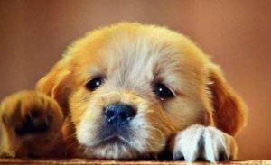 狗狗流眼泪的六大原因 狗流泪是怎么回事
