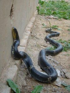棕黑锦蛇有毒吗 红脖颈槽蛇