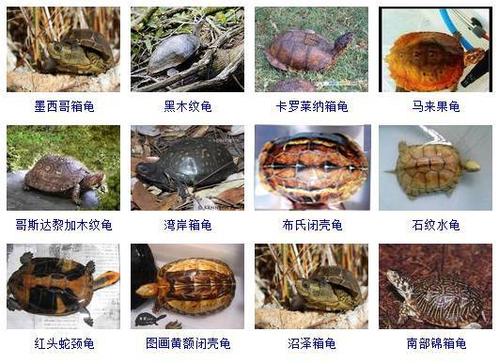 关于猪鼻龟的品种介绍