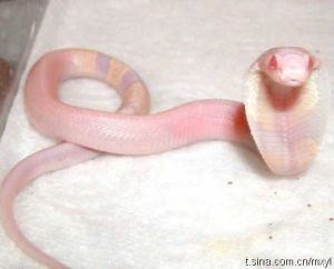 粉红眼镜蛇 孟加拉眼镜蛇