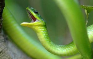翠青蛇好养吗 绿锦蛇和翠青蛇