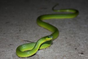 翠青蛇是最常见温顺的宠物蛇 翠青蛇