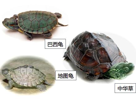 水龟与陆龟的区别 辐纹陆龟