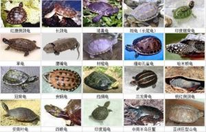 深纯水龟都有哪些品种 冷水龟深水龟有哪些品种