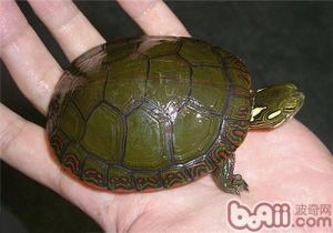 好养便宜的半水龟 最便宜的半水龟