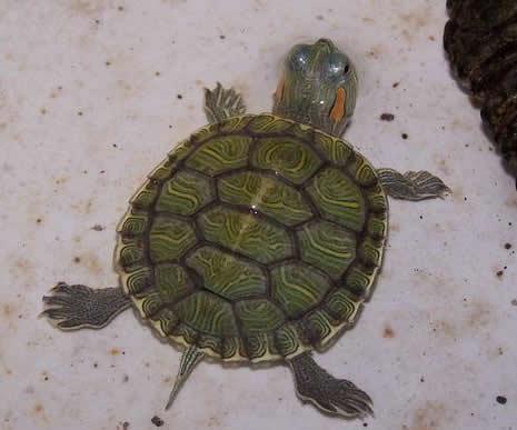水龟与陆龟的区别 辐纹陆龟