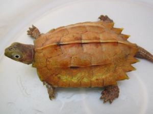 什么品种的陆龟好样 常见陆龟品种大全