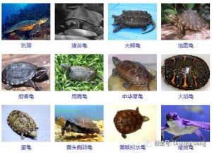 纯水龟品种大全 常见水龟品种大全文库