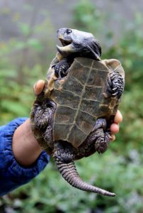 陆龟有什么品种 辐纹陆龟