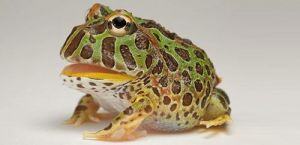 宠物角蛙能活多久 宠物螳螂能活多久
