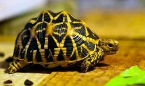 印度星斑陆龟 辐射龟