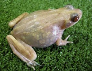 宠物青蛙怎么养 金青蛙