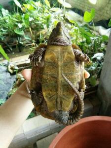 陆龟什么时候可以养 中国养什么陆龟合法