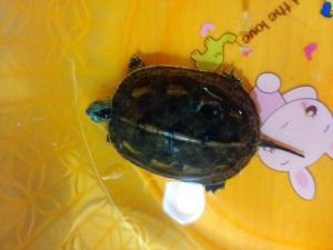 家养水龟品种 眼斑水龟