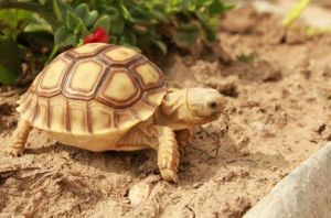 陆龟怎么养 巴西红耳龟怎么养