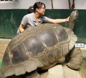 什么陆龟好养 中国允许养哪些陆龟