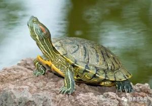 市面上允许买的陆龟 陆龟怎么养