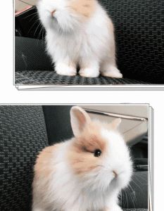 侏儒兔能长多大 侏儒兔寿命多长